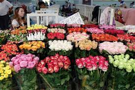 Bisnis Sebuah Mawar di Kolombia Tembus Pasar Dunia