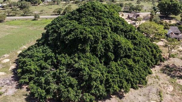 Pohon Raksasa Menyerupai Gunung Ditemukan di Kolombia