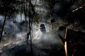 Sebuah Hutan di Kolombia Hangus Dilalap Api